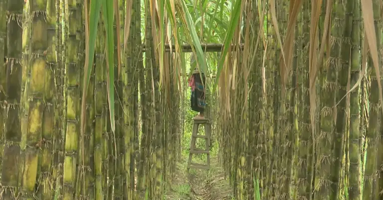 আখ বাগান